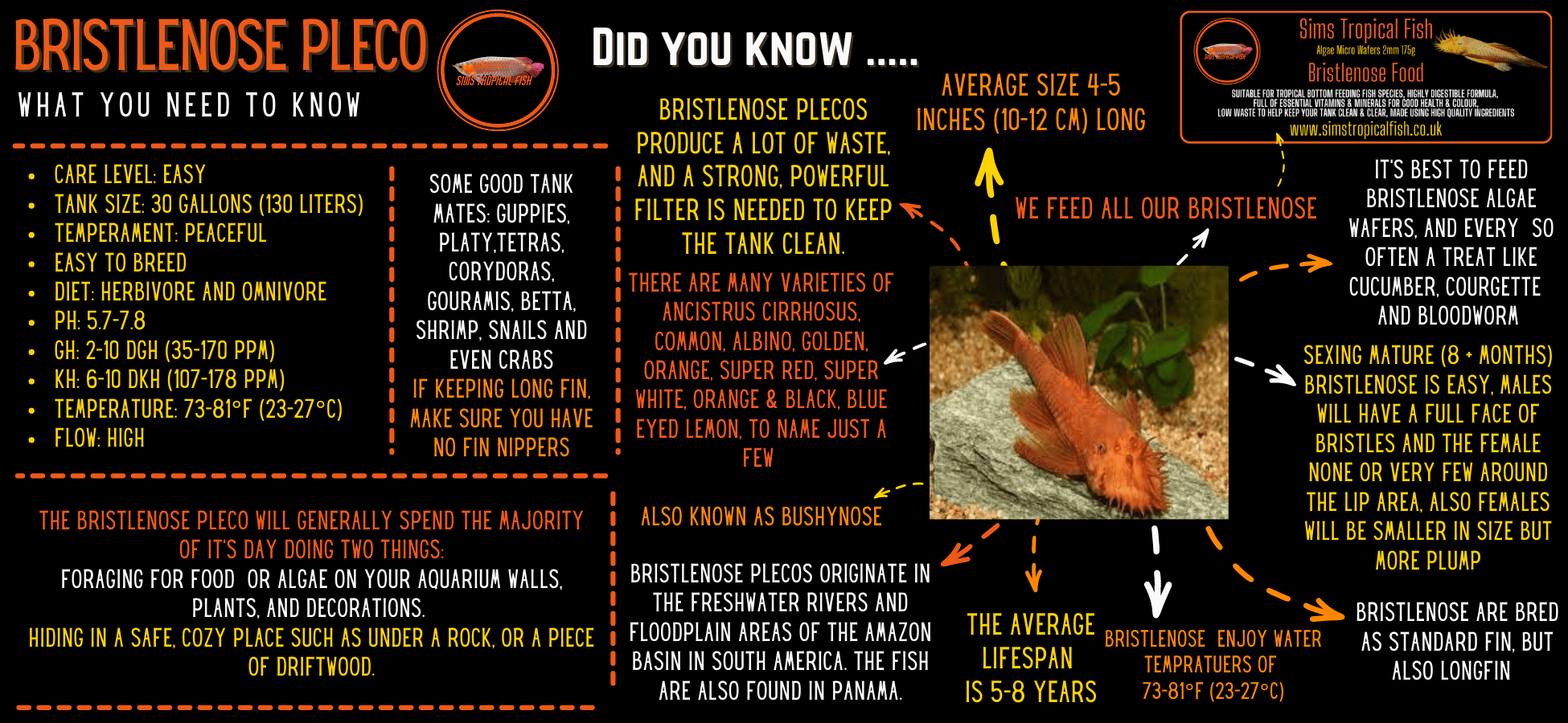 Long Fin Orange & Black Bristlenose Pleco Ancistrus 3cm - Real Aquatics