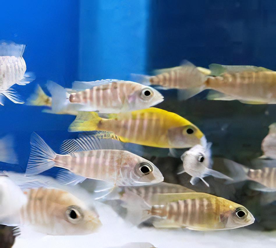 Aulonocara Baenschi Yellow Peacock Malawi African Cichlid