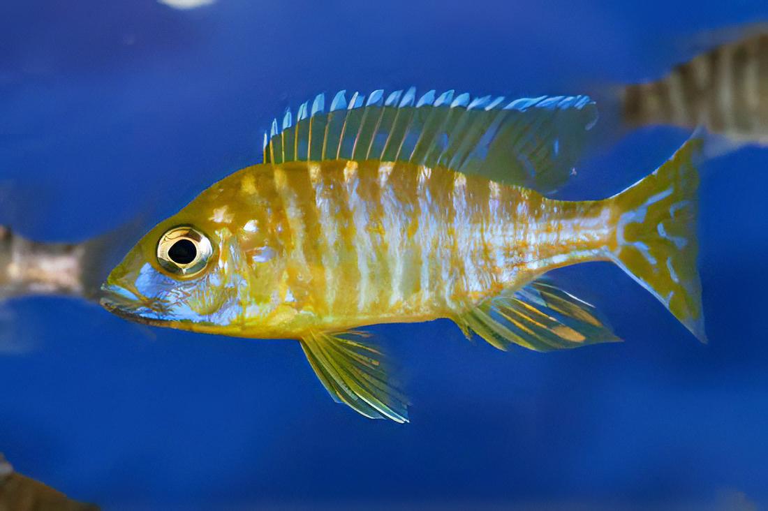 Aulonocara Baenschi Yellow Peacock Malawi African Cichlid
