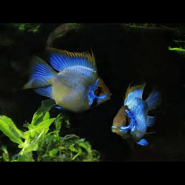 Assorted Balloon Ram Mikrogeophagus Ramirezi 4cm