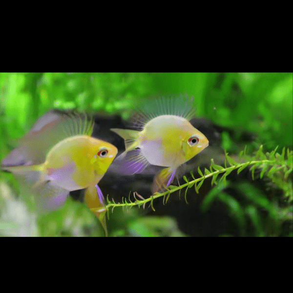 Assorted Balloon Ram Mikrogeophagus Ramirezi 4cm