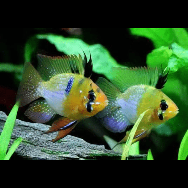 Assorted Balloon Ram Mikrogeophagus Ramirezi 4cm