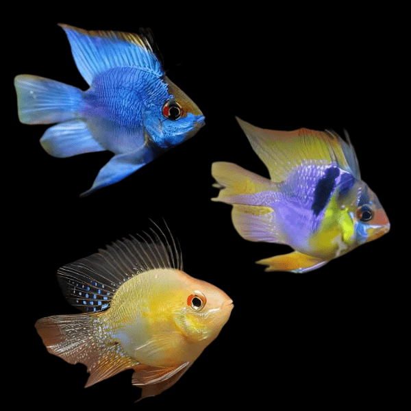 Assorted Balloon Ram Mikrogeophagus Ramirezi 4cm