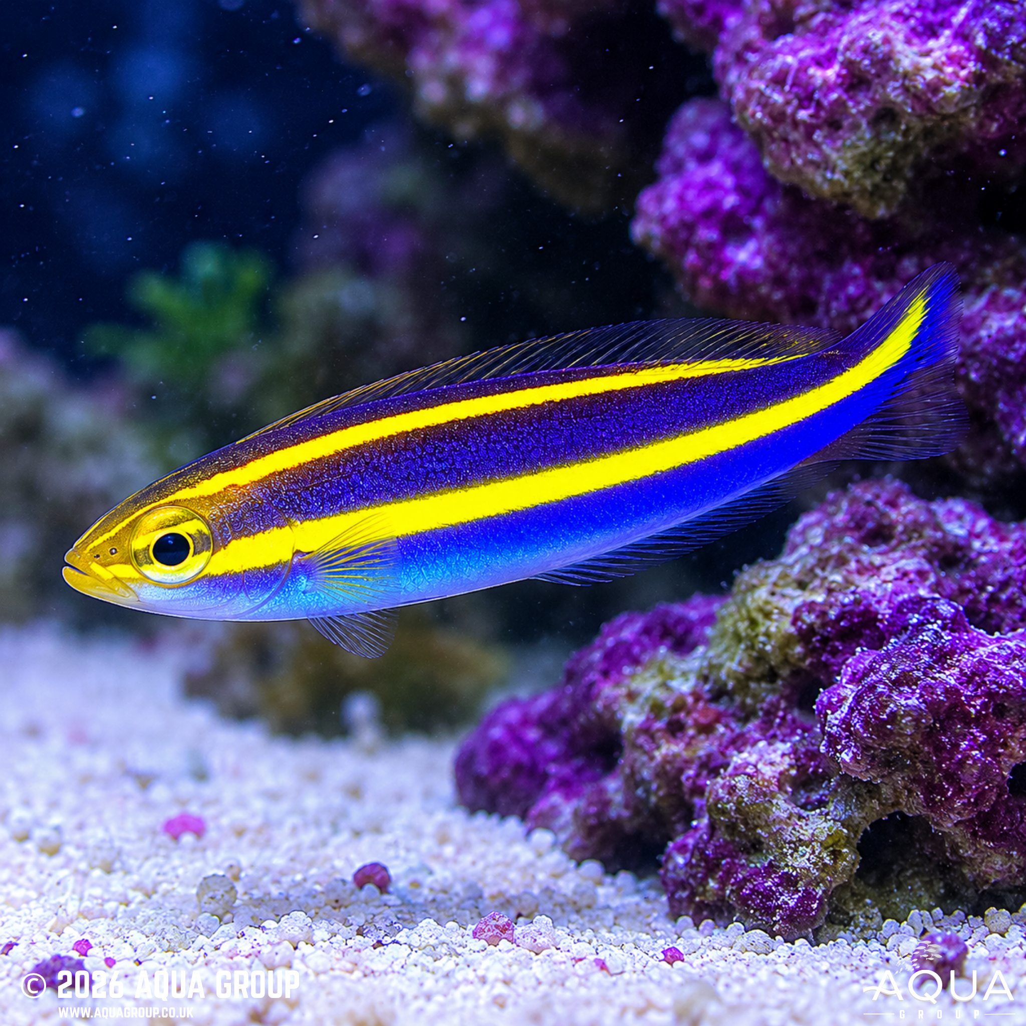 Blue Whiptail (Pentapodus emeryii)