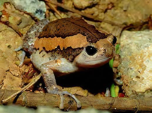 Banded Bullfrog Kaloula Pulchra 4cm - Real Aquatics