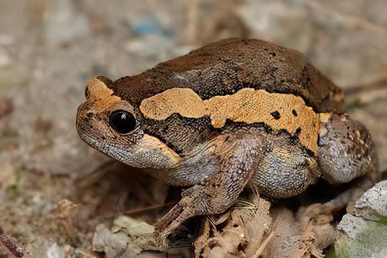 Banded Bullfrog Kaloula Pulchra 4cm - Real Aquatics