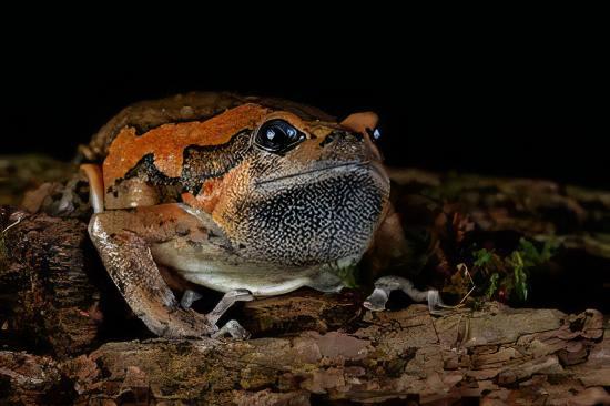 Banded Bullfrog Kaloula Pulchra 4cm - Real Aquatics