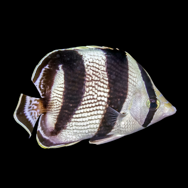 Banded Butterfly Fish Chaetodon Striatus - Real Aquatics