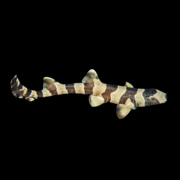 Banded Cat Shark Chiloscyllium Punctatum - Real Aquatics