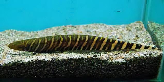 Banded Knife Fish Gymnotus Carapo 10cm - Real Aquatics