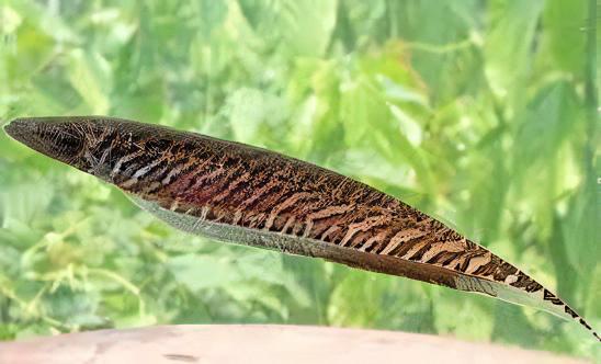 Banded Knife Fish Gymnotus Carapo 10cm - Real Aquatics