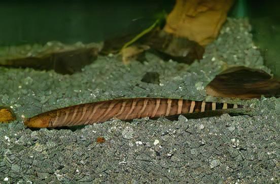 Banded Knife Fish Gymnotus Carapo 10cm - Real Aquatics
