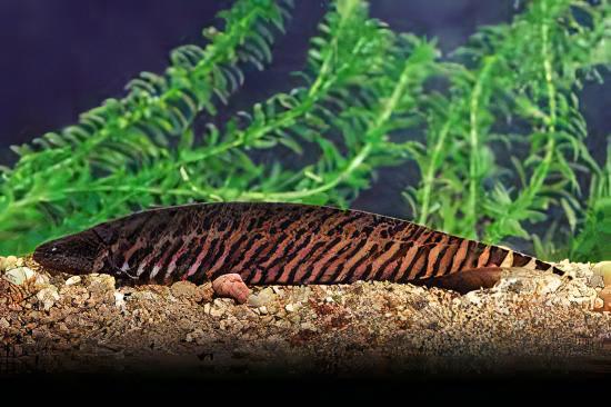 Banded Knife Fish Gymnotus Carapo 10cm - Real Aquatics