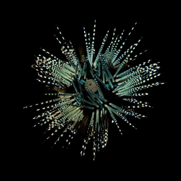 Banded Longspine Sea Urchin Echinothrix Calamaris - Real Aquatics