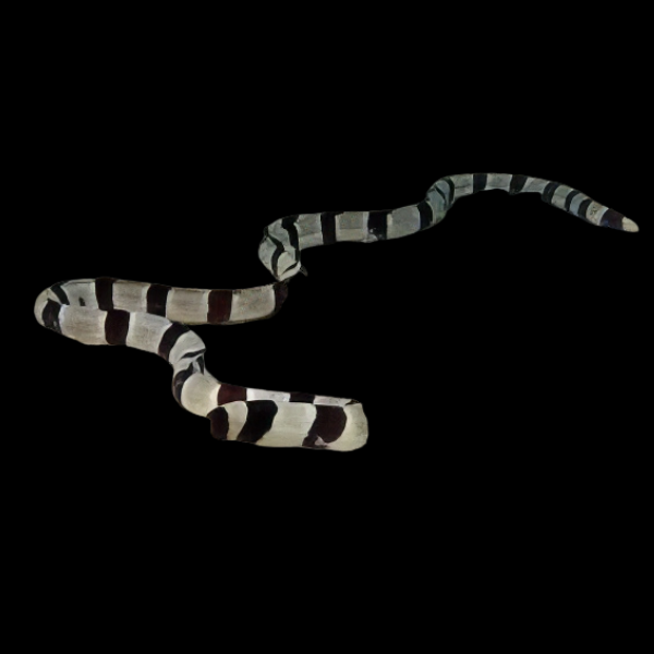 Banded Snake Eel Myrichthys Colubrinus - Real Aquatics