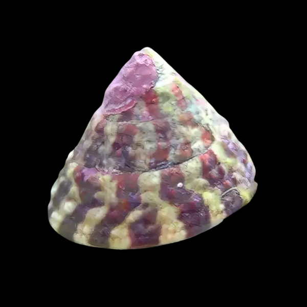 Banded Trochus Snail Trochus Histrio - Real Aquatics