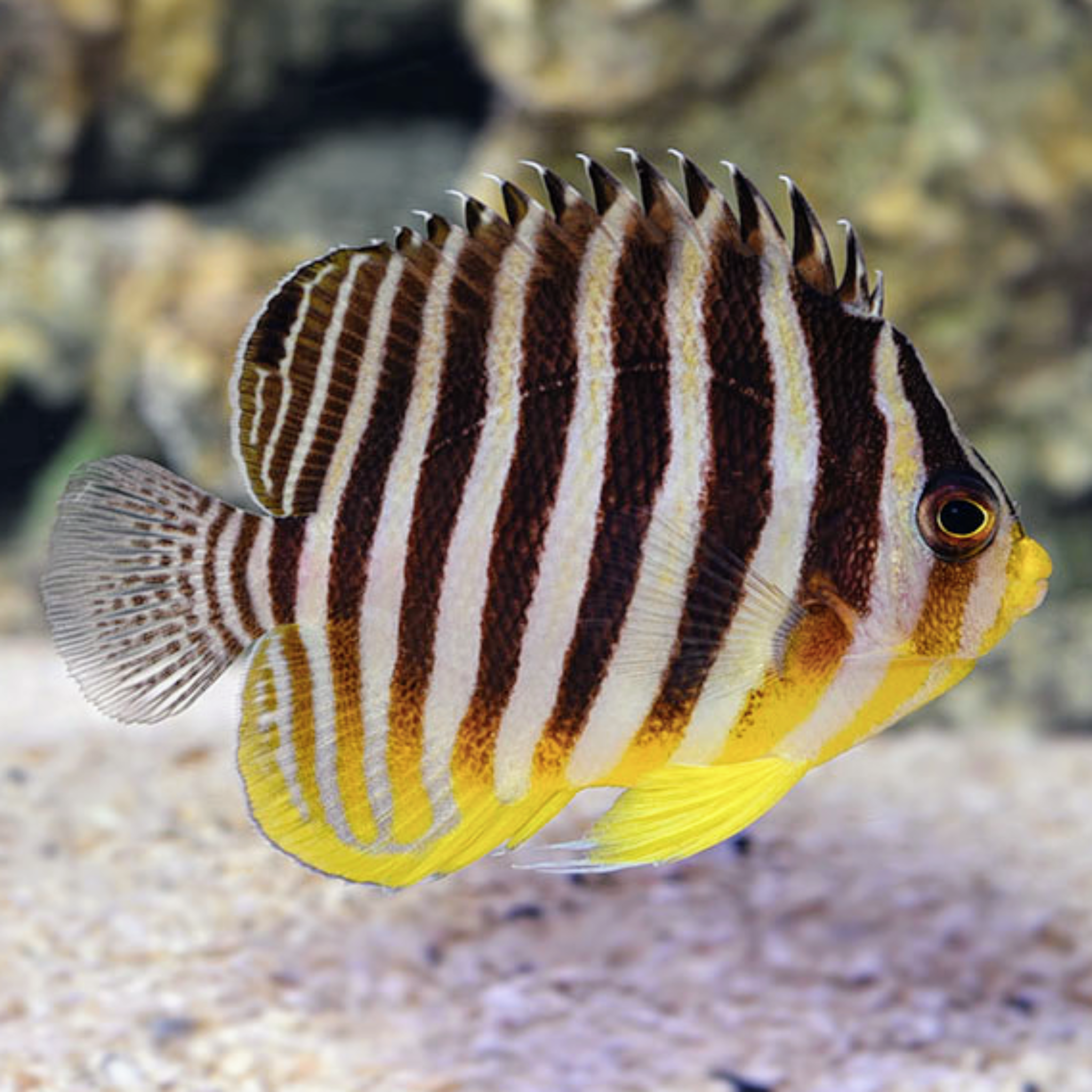 Multibar Angelfish (Paracentropyge multifasciata)