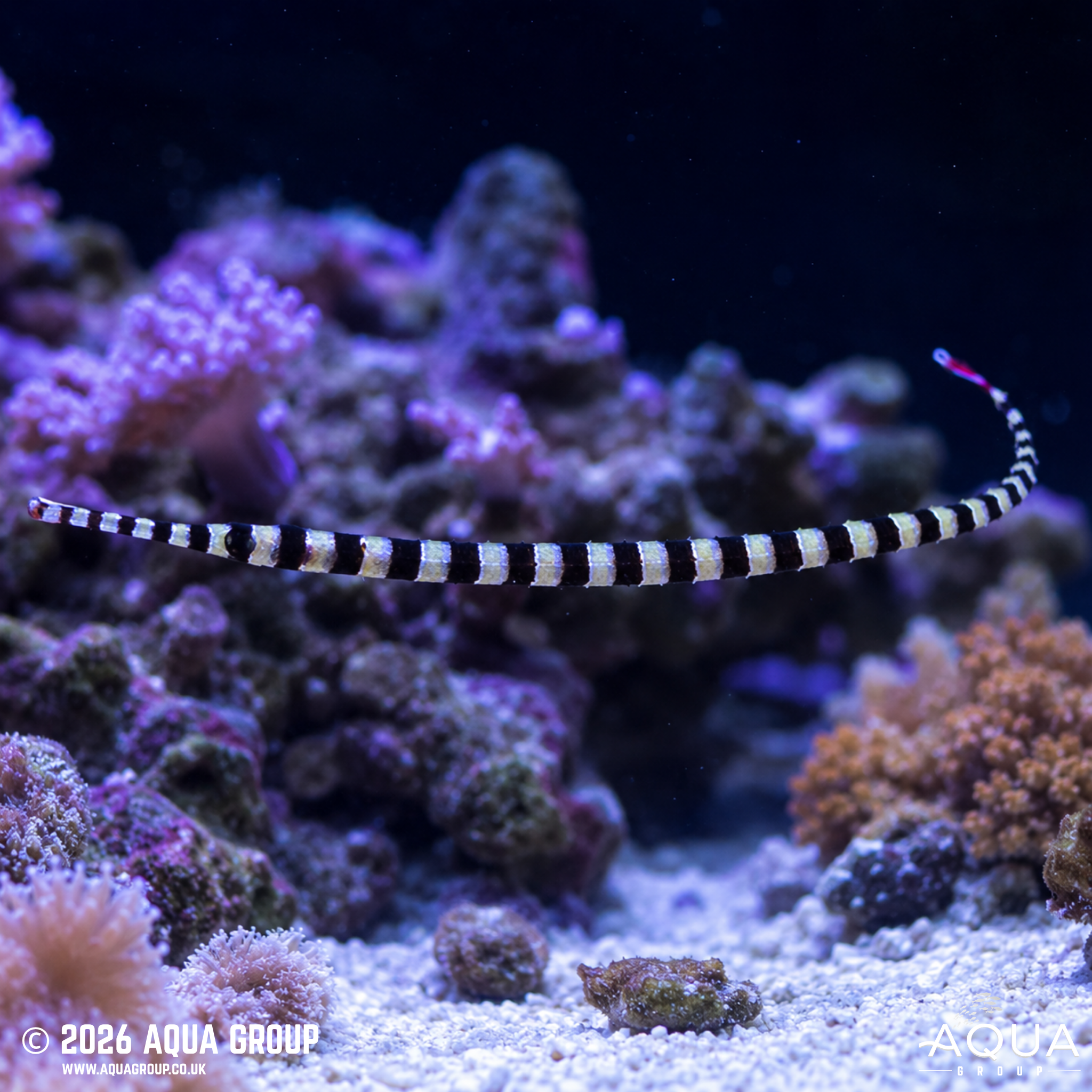 Banded Pipefish (Corythoichthys intestinalis)