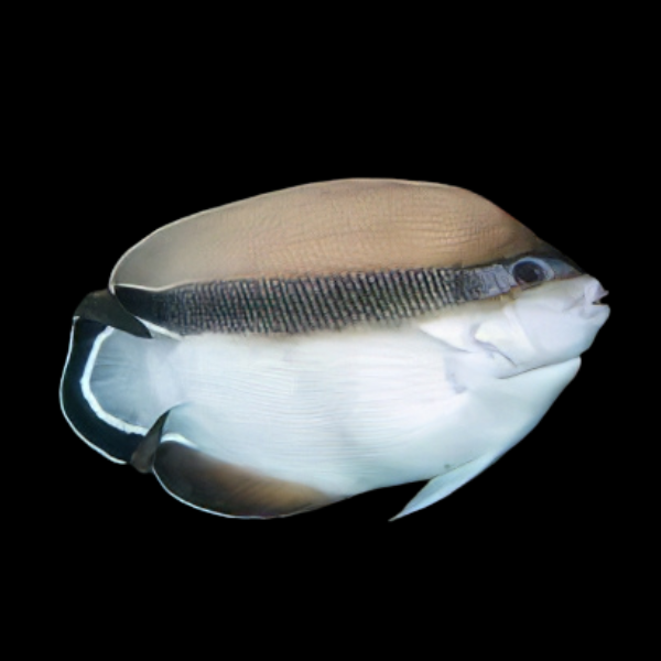 Bandit Angelfish Apolemichthys Arcuatus - Real Aquatics