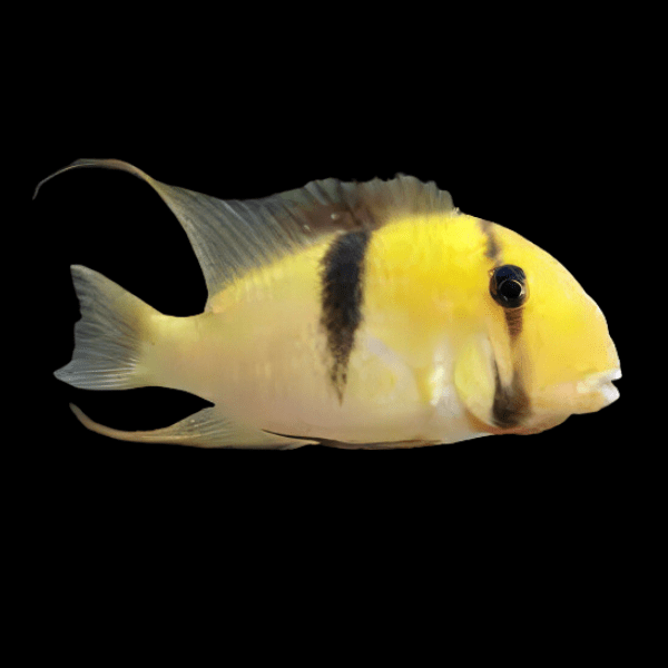 Bandit Cichlid Guianacara Dacrya 5cm - Real Aquatics