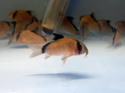 Bandit Corydoras Metae 3cm Catfish - Real Aquatics