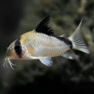 Bandit Corydoras Metae 3cm Catfish - Real Aquatics