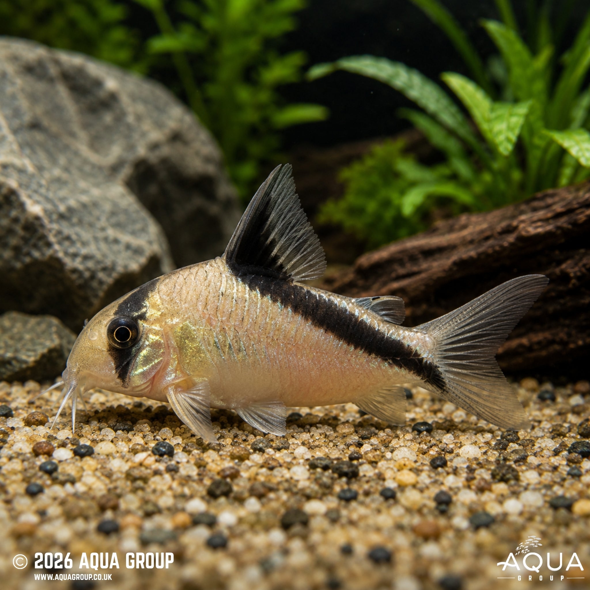 Bandit Cory (Hoplisoma metae)
