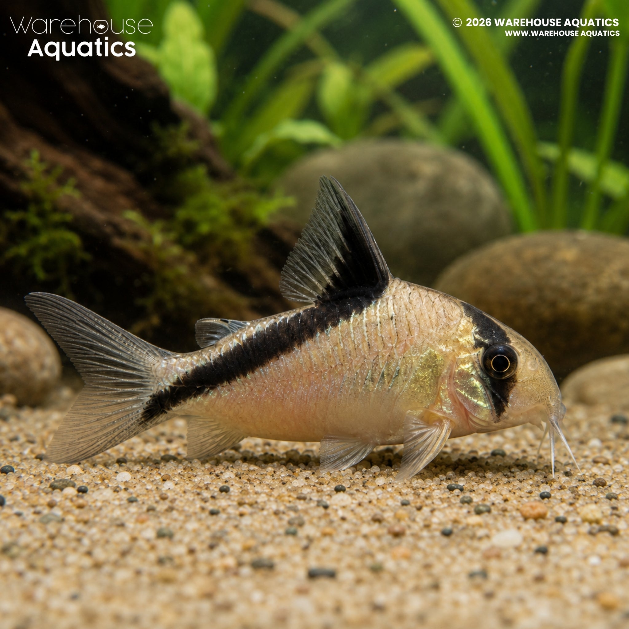 Bandit Cory (Hoplisoma metae)