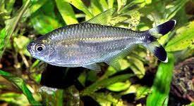 Bandtail Tetra Moenkhausia Dichroura 2cm - Real Aquatics