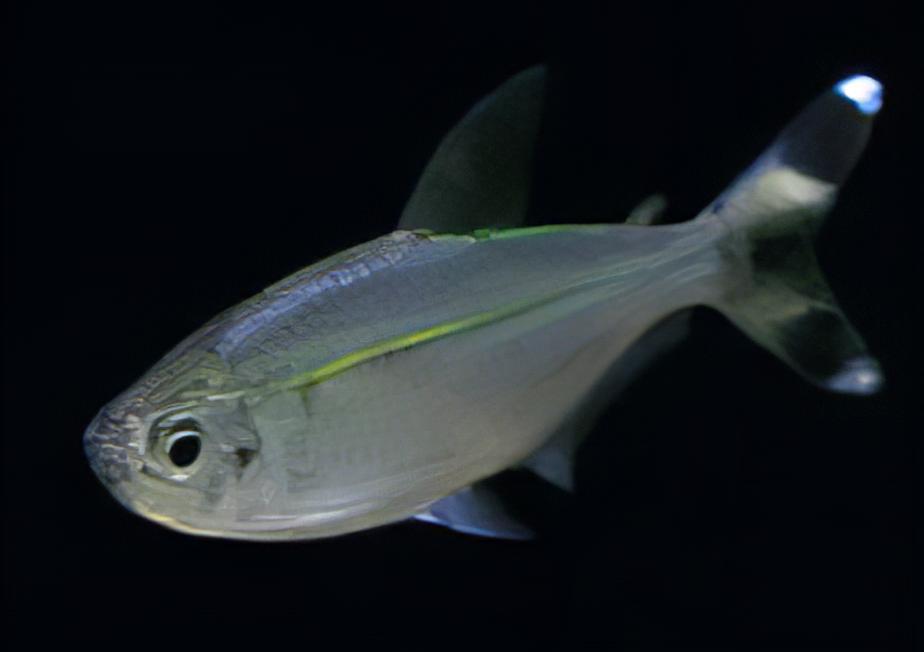 Bandtail Tetra Moenkhausia Dichroura 2cm - Real Aquatics