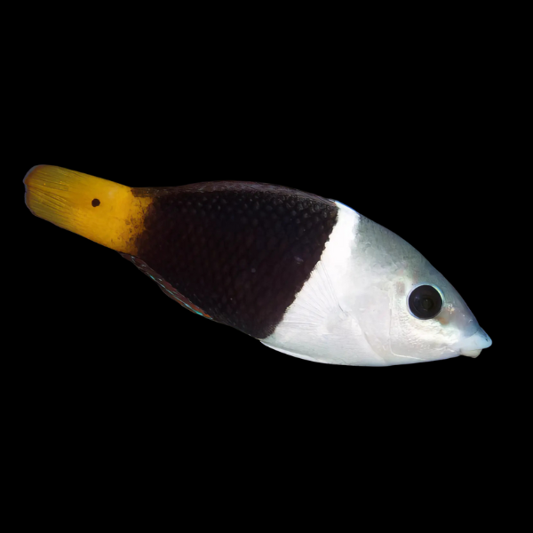 Banner Wrasse Hemigymnus Melapterus - Real Aquatics