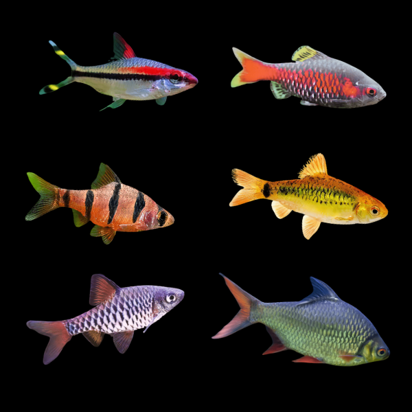 Assorted Barbs 4cm - Real Aquatics
