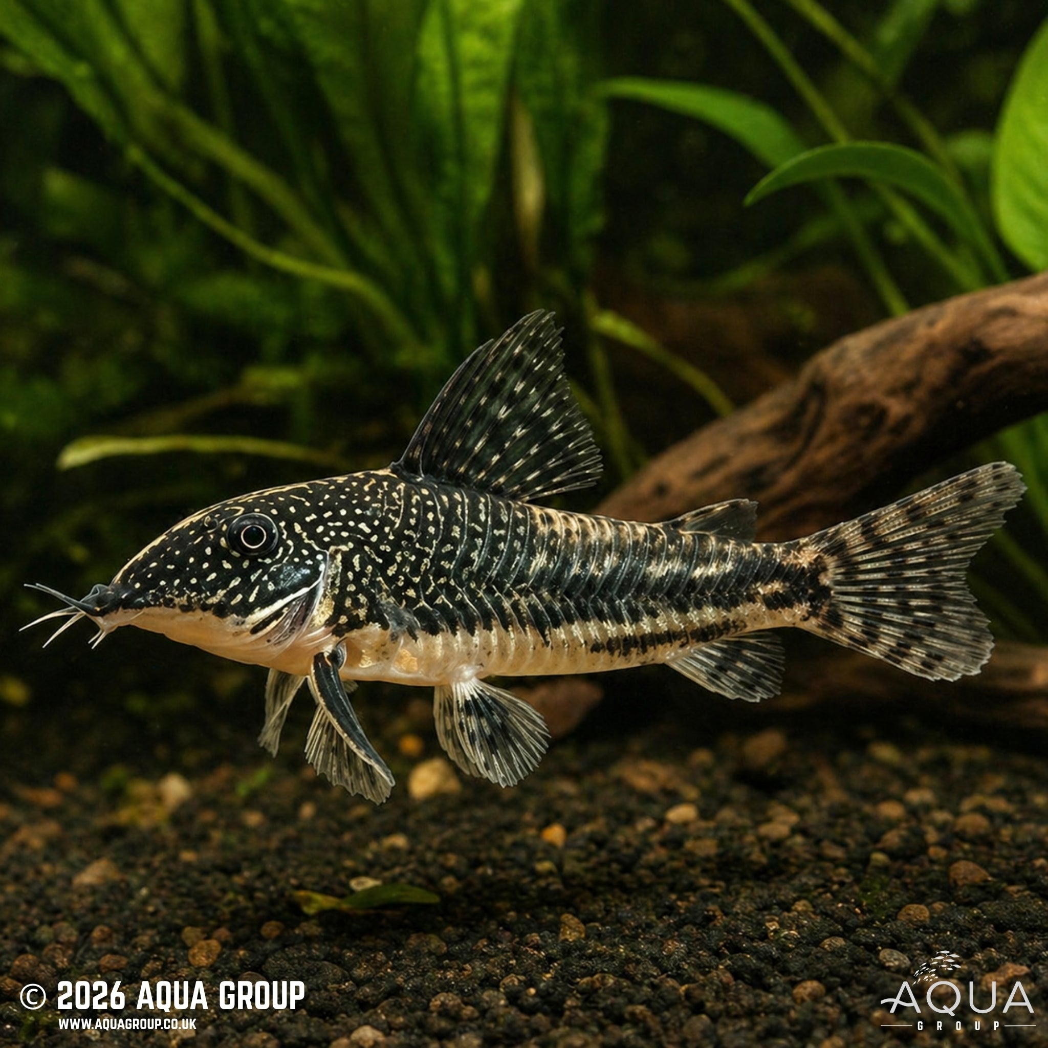 Barbatus Cory (Scleromystax barbatus)