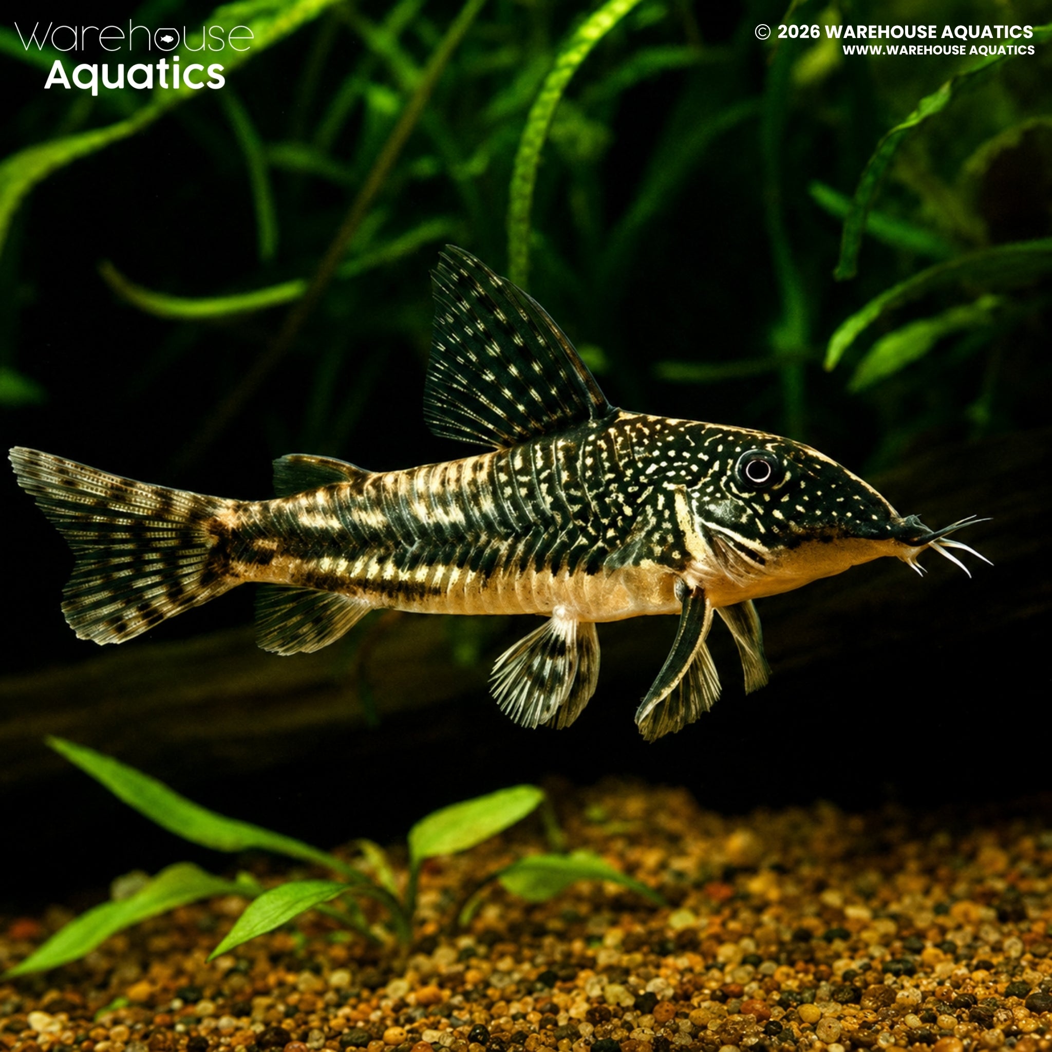 Barbatus Cory (Scleromystax barbatus)