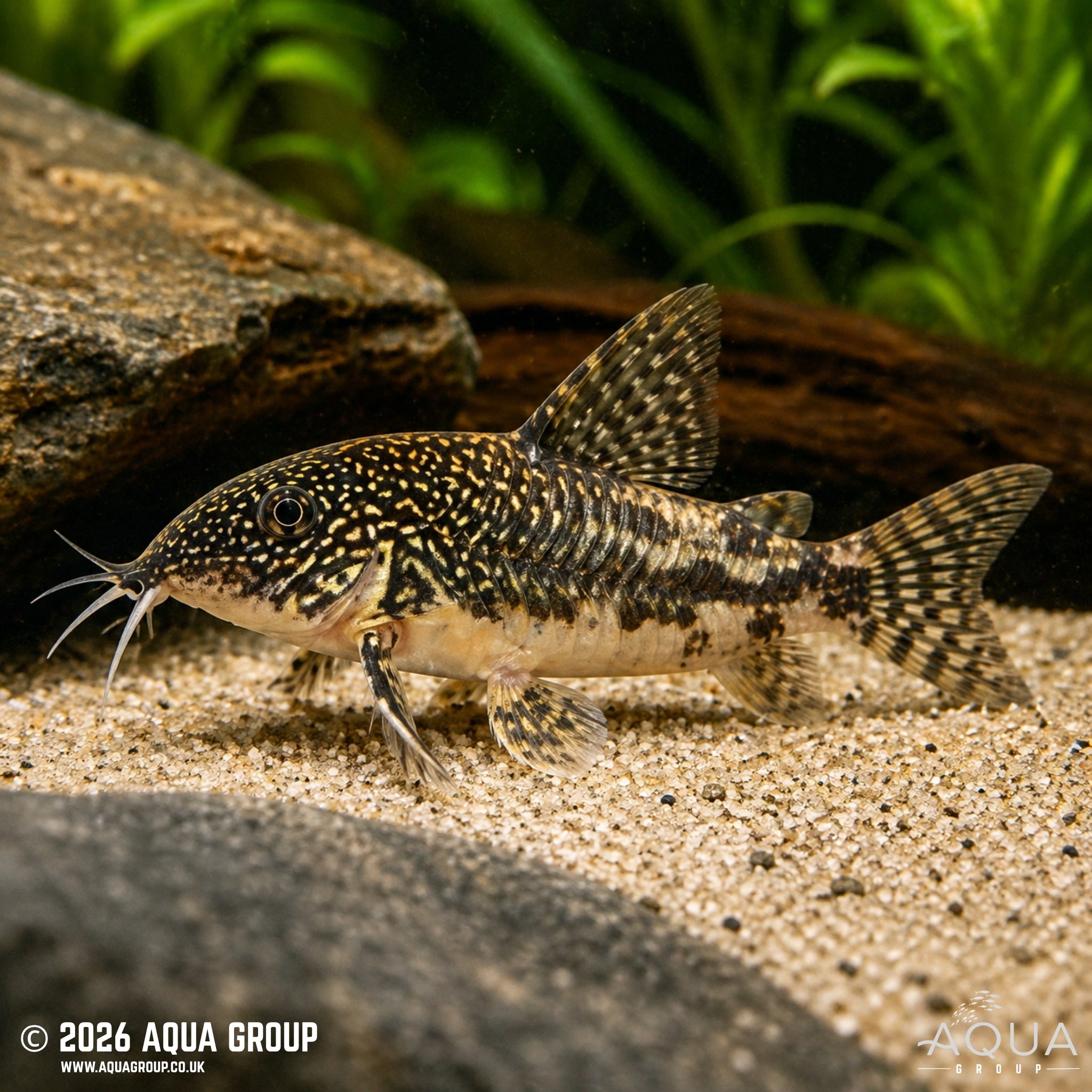 Barbatus Cory