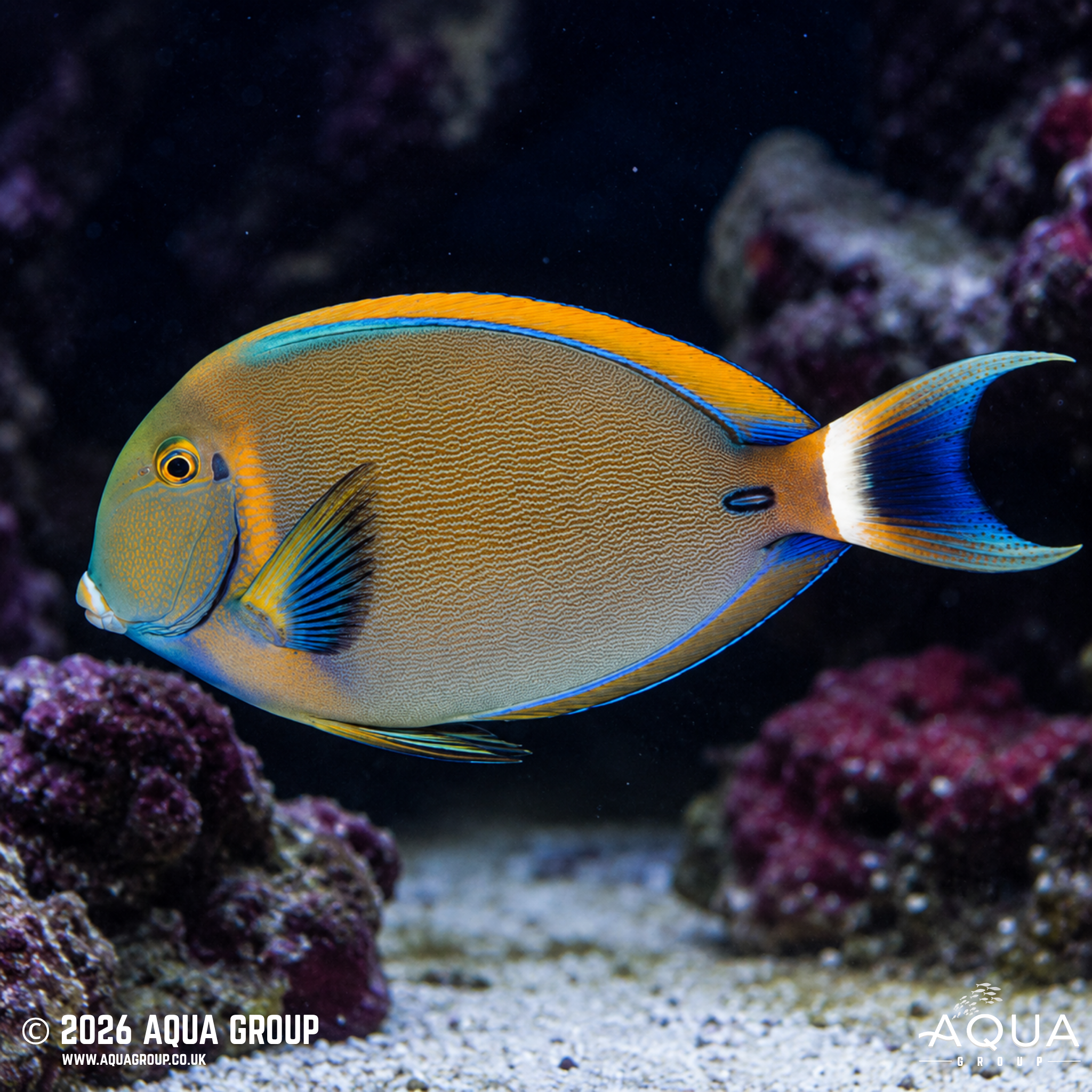Bariene Tang (Acanthurus bariene)