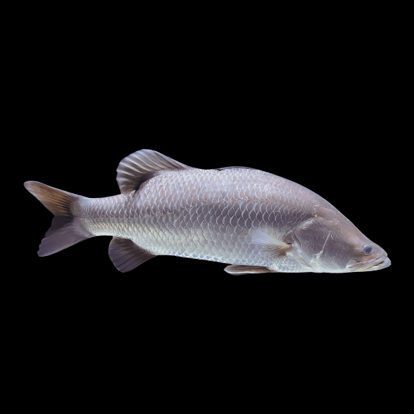 Barramundi Silver Grouper Lates Calcarifer 10cm - Real Aquatics