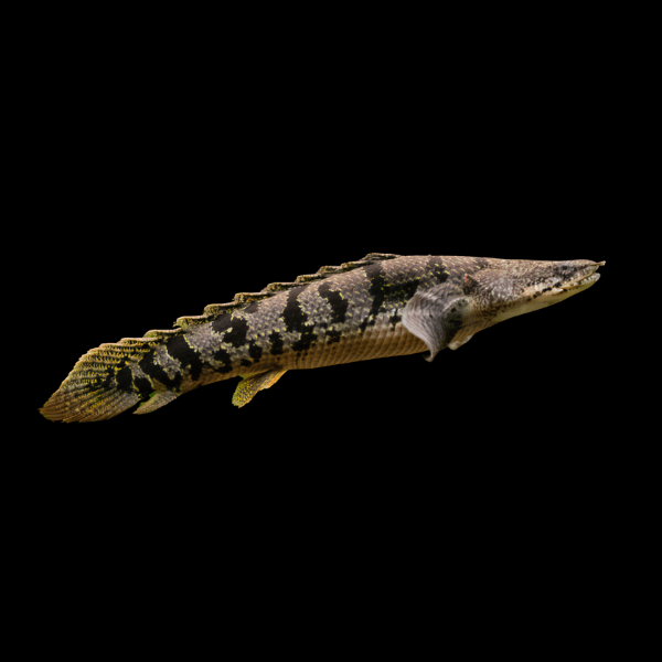 Barred Armoured Delhezi Bichir Polypterus Delhezi 10cm - Real Aquatics