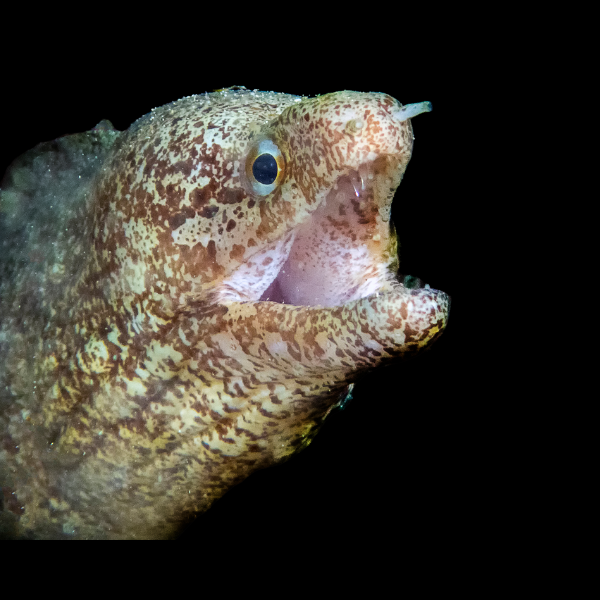 Barred Fin Moray Eel Gymnothorax Zonipectis - Real Aquatics