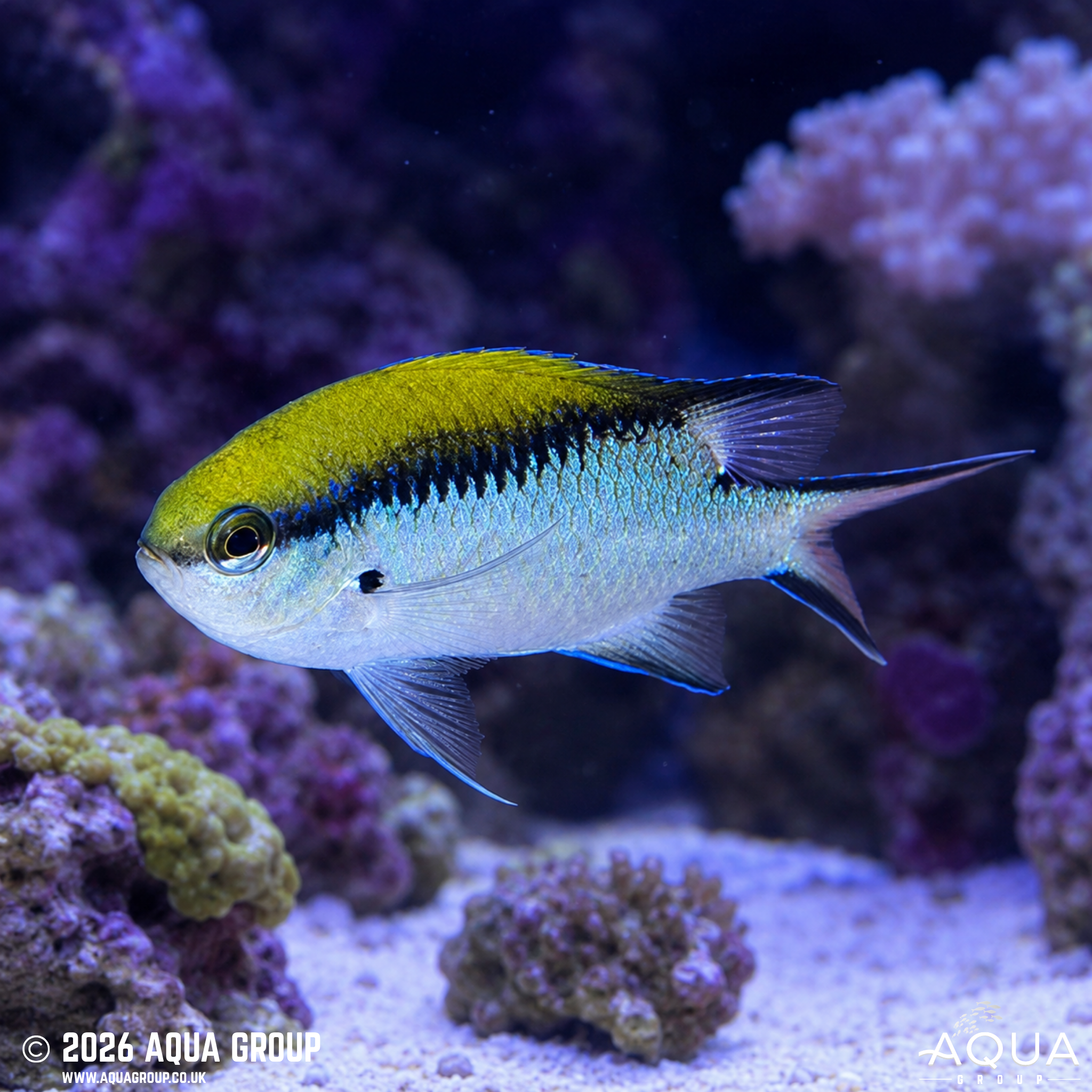 Barrier Reef Chromis (Chromis nitida)