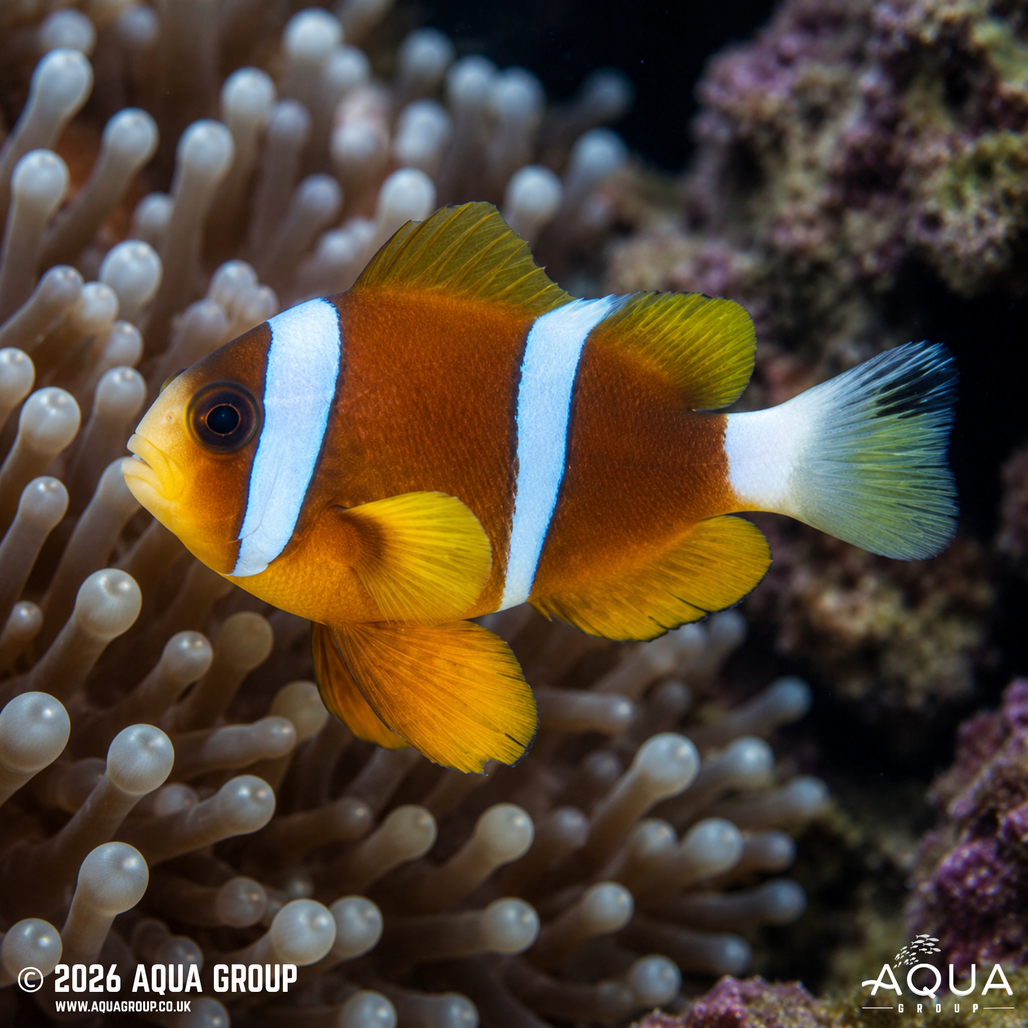 Wild Barrier Reef Clownfish (Amphiprion akindynos)