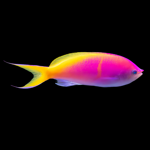 Bartlett's Anthias Pseudanthias Bartlettorum - Real Aquatics