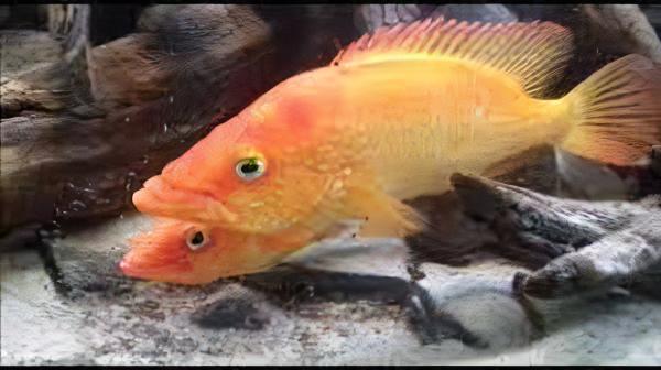 Bay Snook Cichlid Petenia Splendida 5cm - Real Aquatics