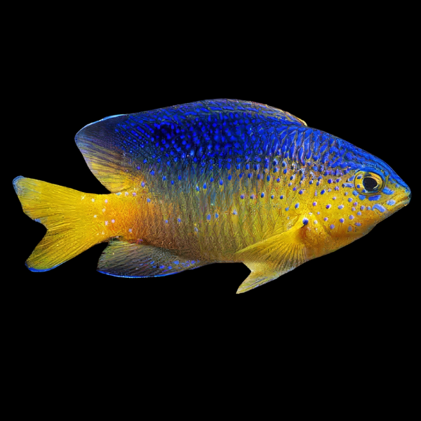Beau Gregory Damsel Stegastes Leucostictus - Real Aquatics