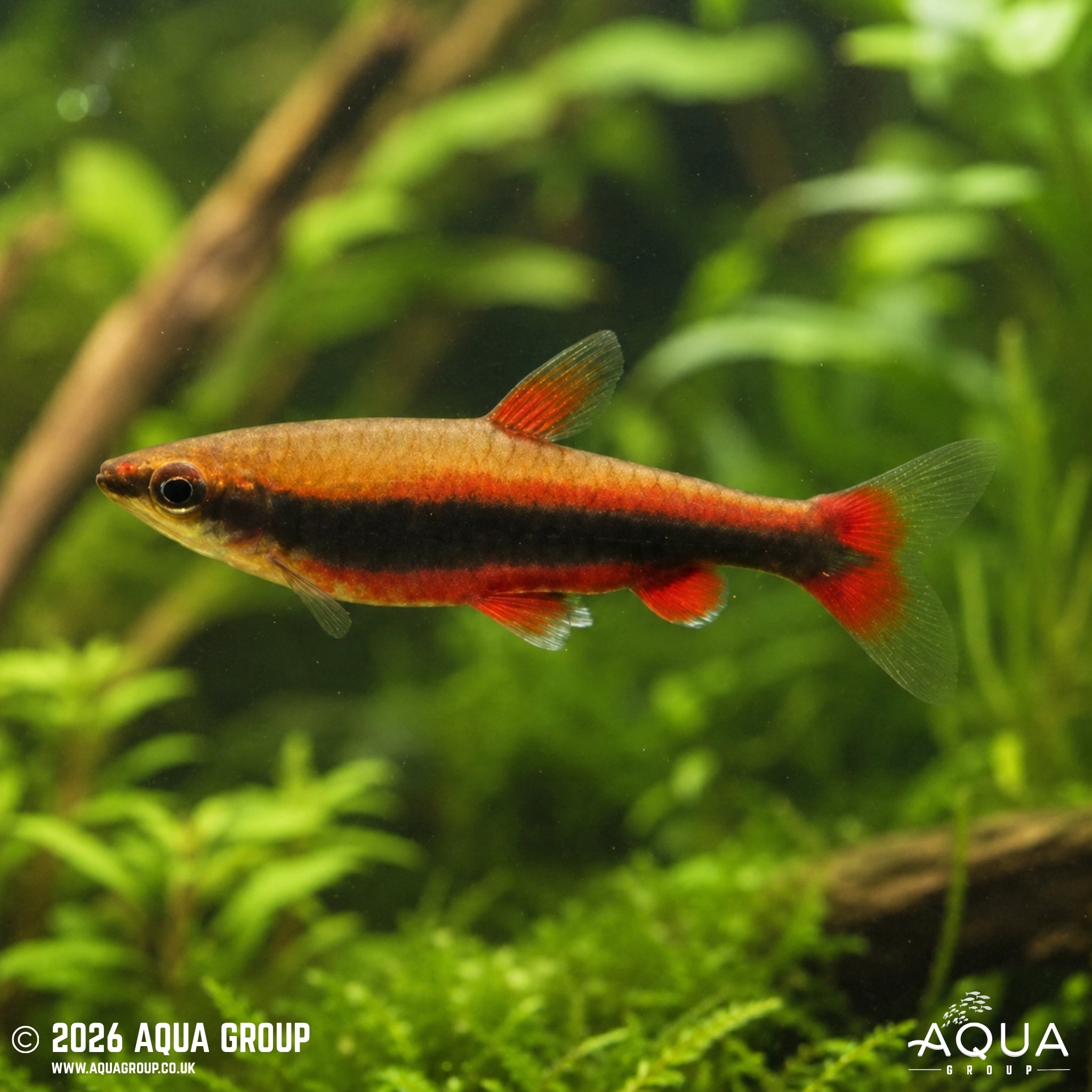 Beckford's Red Pencilfish (Nannostomus beckfordi)