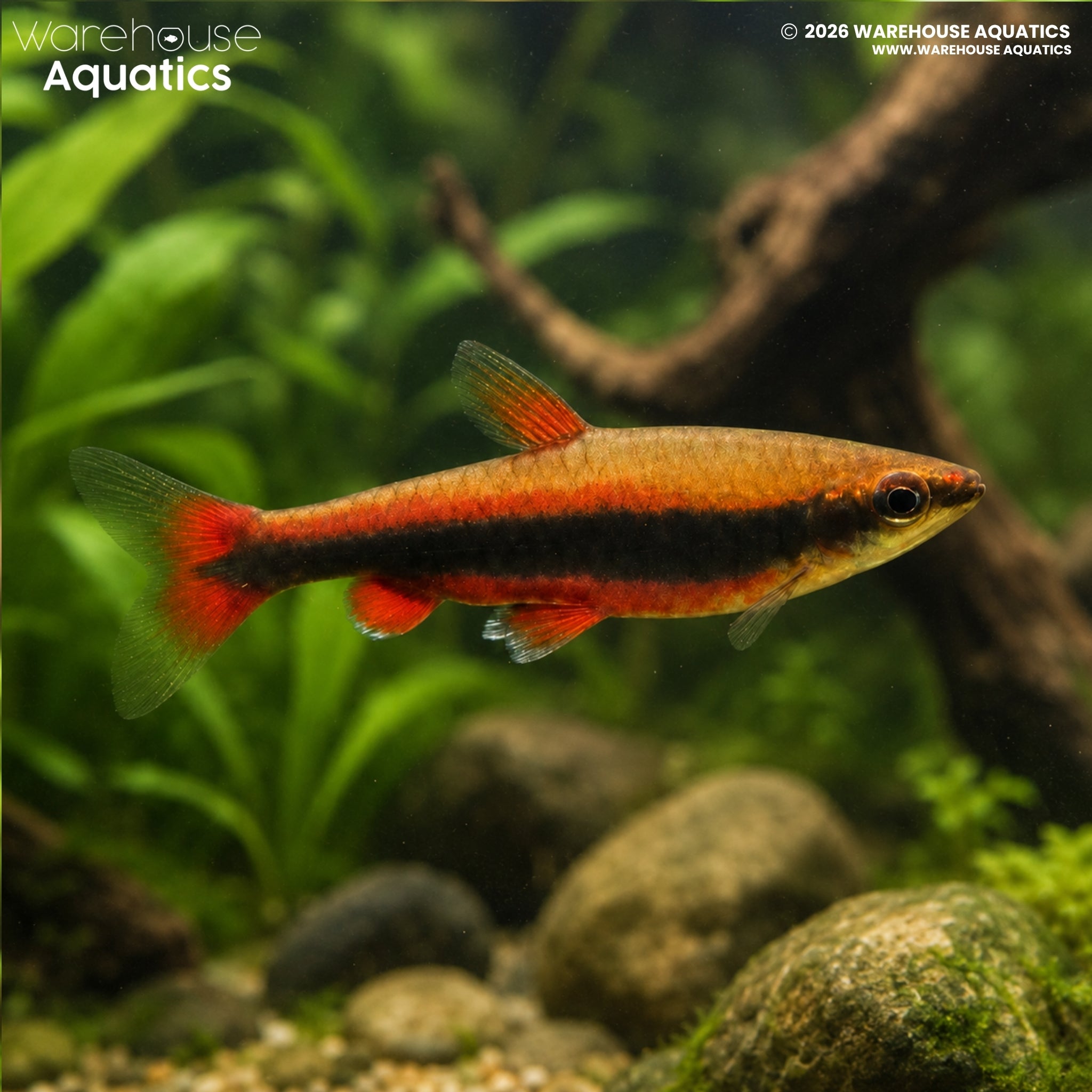 Beckford's Red Pencilfish (Nannostomus beckfordi)