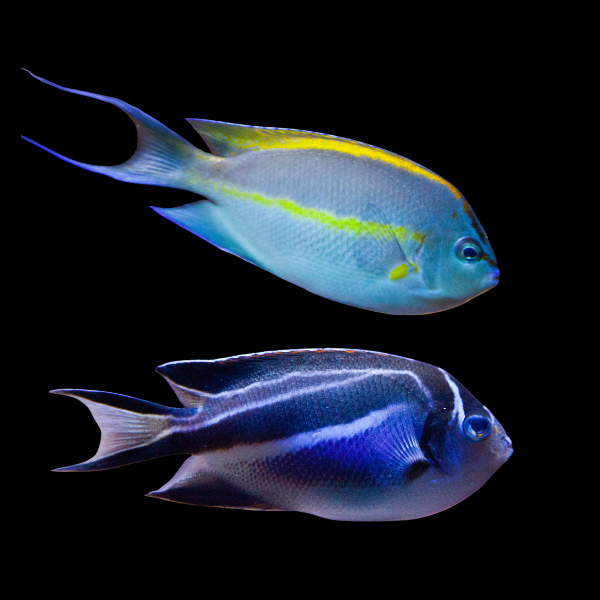 Pair Bellus Angelfish Genicanthus Bellus - Real Aquatics