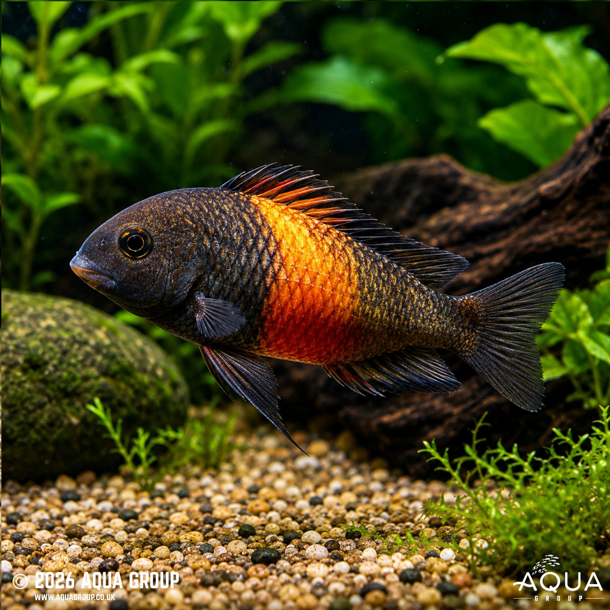 Bemba Orange Flame Tropheus (Tropheus moorii)