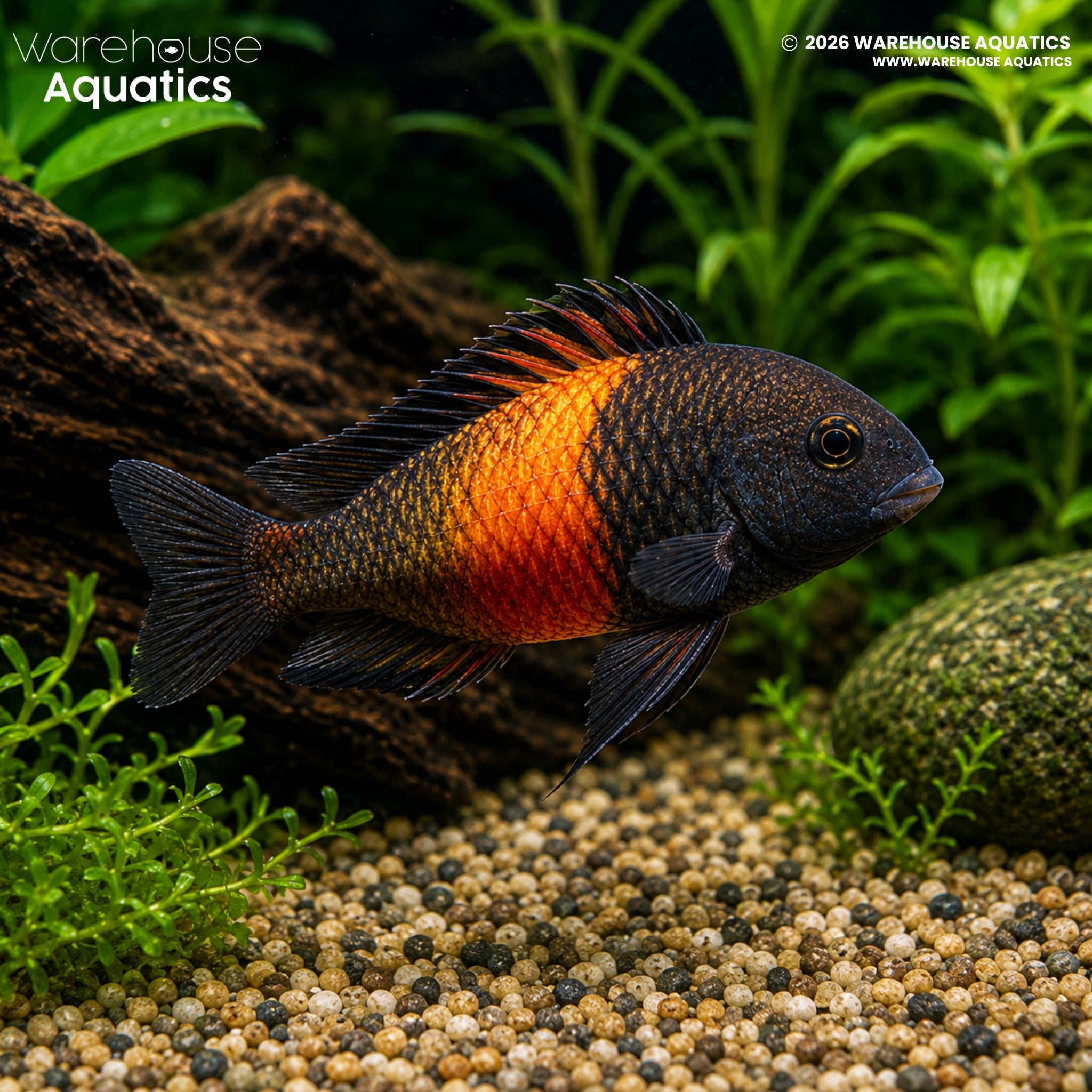 Bemba Orange Flame Tropheus (Tropheus moorii)