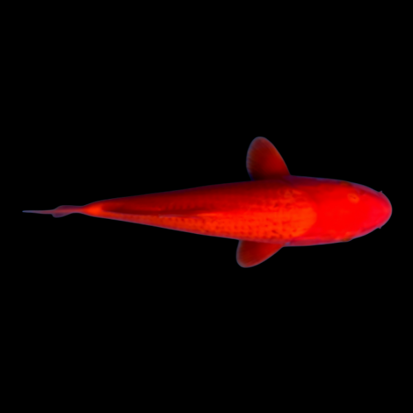 Benigoi Classic Koi Carp Cyprinus Carpio